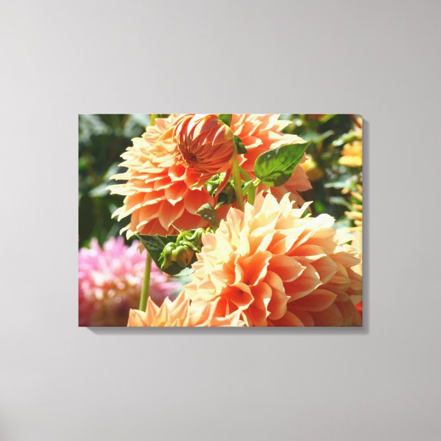 Impressions de fleurs de dahlia orange sur toile (Recto)