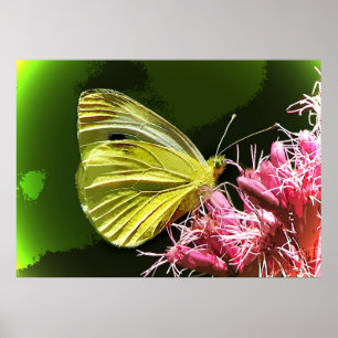 Impressions de papillon de soufre