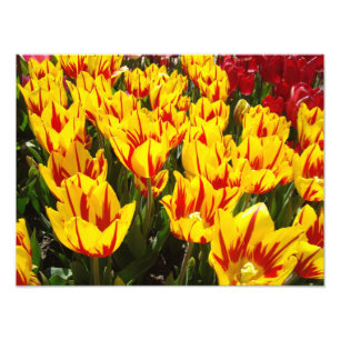 Impressions de photographie de nature Tulipes roug