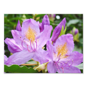 Impressions de photographie florale Rhododendrons 