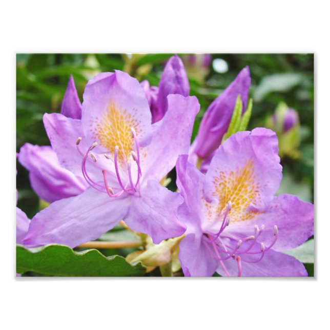 Impressions de photographie florale Rhododendrons  (Devant)