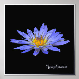 Impressions Dorure Argent Accent Blue Water Lily Imprimer l'affiche