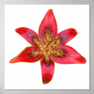 Impressions Dorure Rouge Lily - Lilium asiatique Accent d'huile d'imp