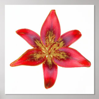 Impressions Dorure Rouge Lily - Lilium asiatique Accent d'huile d'imp