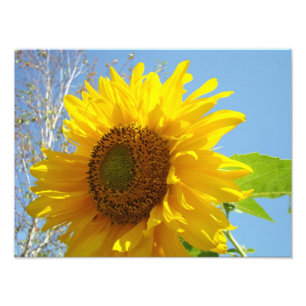 Impressions florales photographiques Tournesols Ci