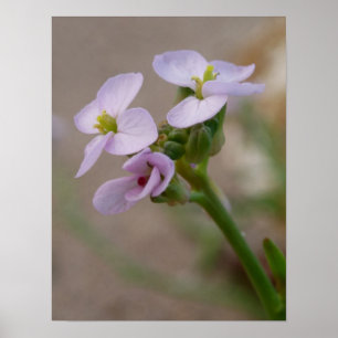 Impressions photographiques de fleurs