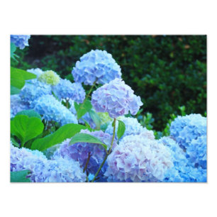 Impressions sur toile de fleurs d'hortensia bleues
