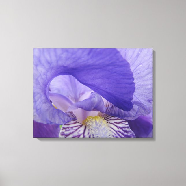 Impressions sur toile de fleurs d'iris violettes A (Recto)