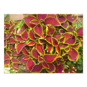 Imprimantes photo de patchs de fleurs Coleus