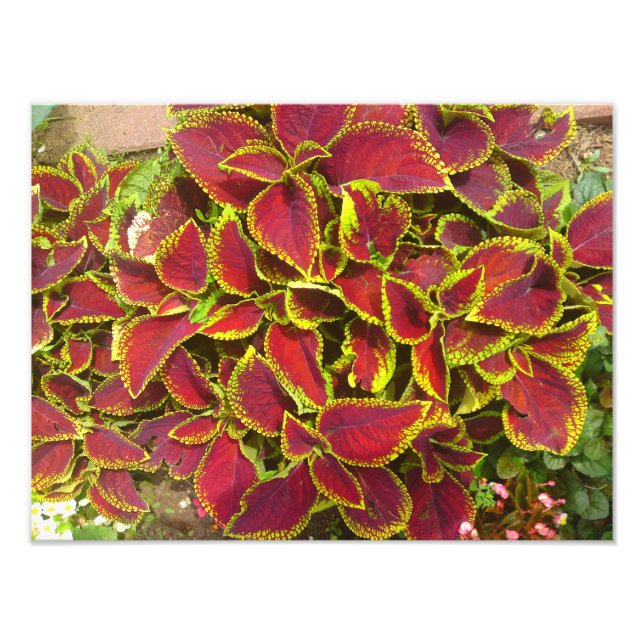 Imprimantes photo de patchs de fleurs Coleus (Devant)