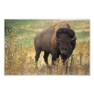 Imprimer la photo American Bison