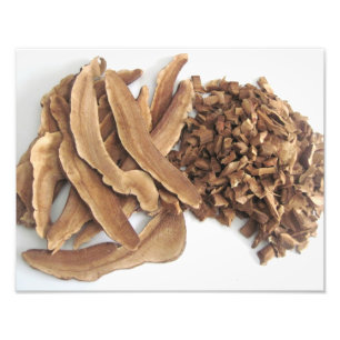 Imprimer la photo du champignon Reishi