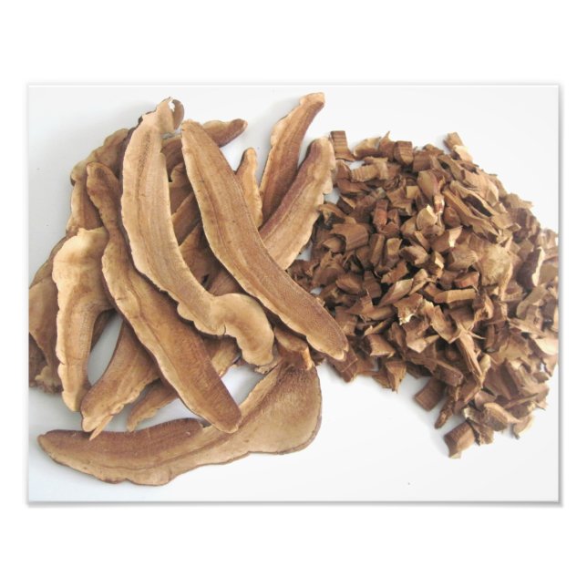 Imprimer la photo du champignon Reishi (Devant)