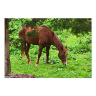Imprimer la photo du cheval de pâture