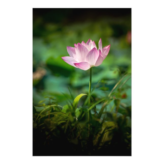 Imprimer la photo Pink Water Lily (Devant)