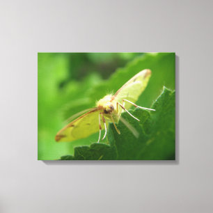 Imprimer la toile Moth Brimstone