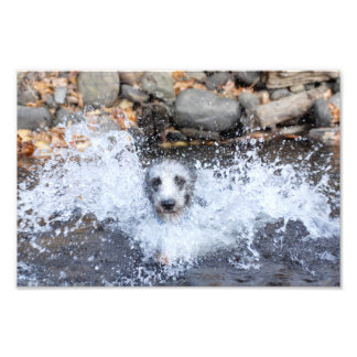 Imprimer photo de natation de Lurcher