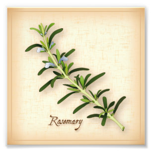 Imprimer photo Herbe de romarin