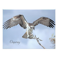 Imprimer photo Osprey
