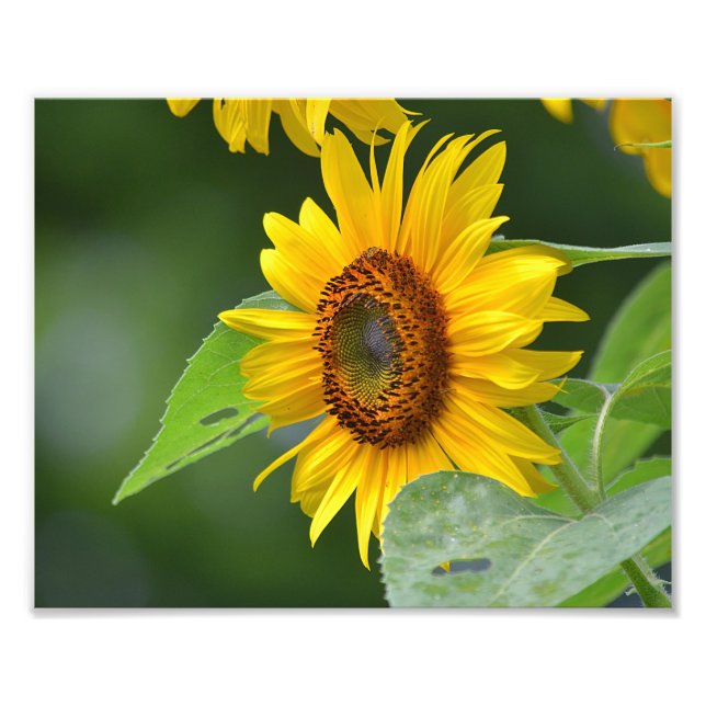 Imprimer photo tournesol (Devant)