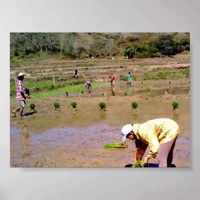 In The Rice Field - Ilocos, Philippines Poster (Devant)