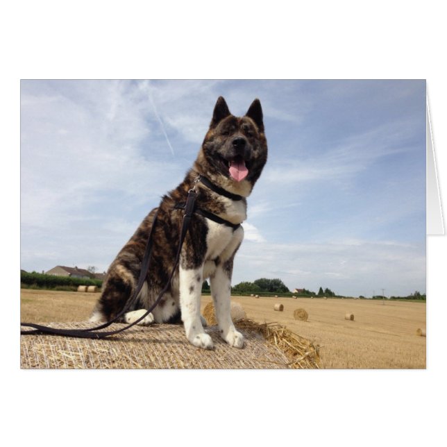 Inca en Somerset (Devant horizontal)