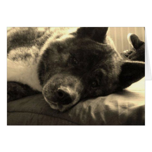 Inca fatiguée (Devant horizontal)