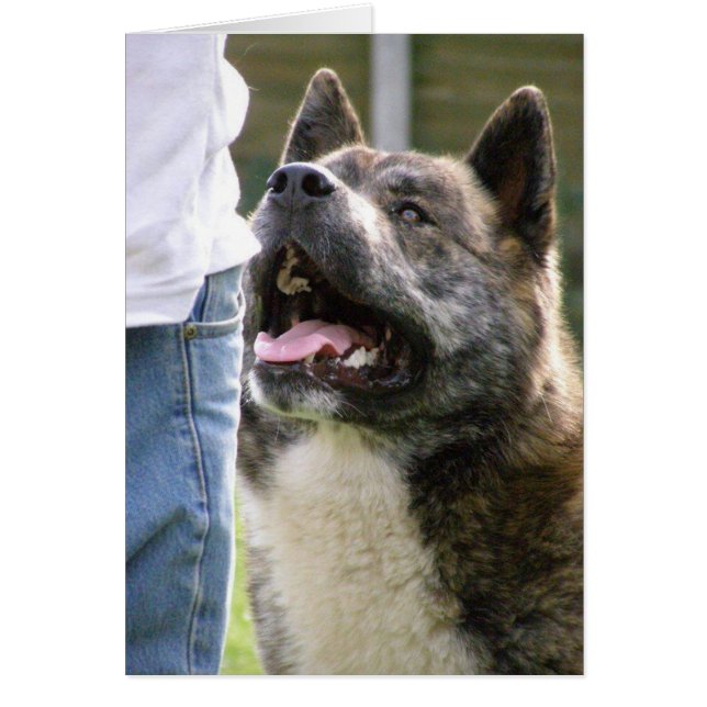 Inca regarde (Devant)