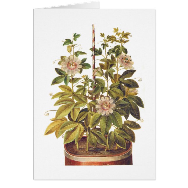 Incarnata de passiflore (Devant)