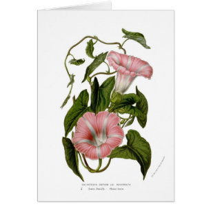 Incarnata de variétés de sepium de Calystegia