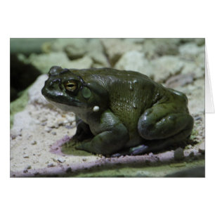 Incilius alvarius