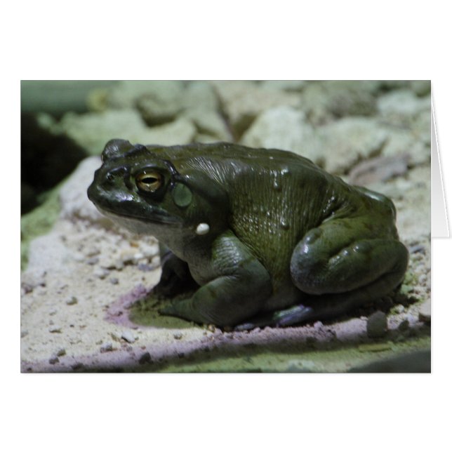 Incilius alvarius (Devant Horizontal)
