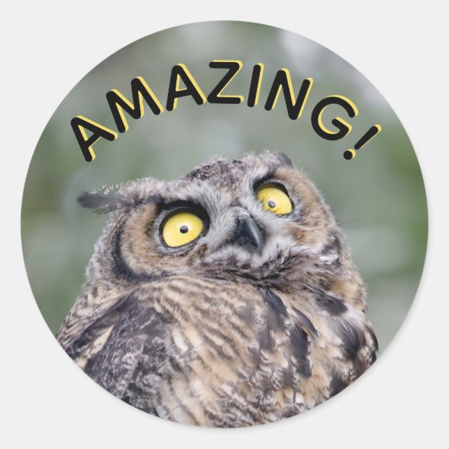 Incroyable ! Autocollants de hibou impressionné (Devant)