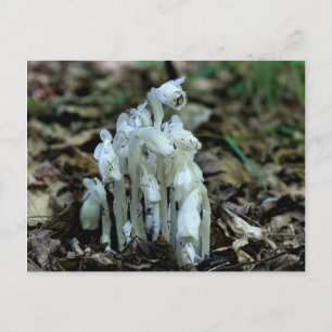 Indian Pipe Champhrooms Nature Photo Carte postale