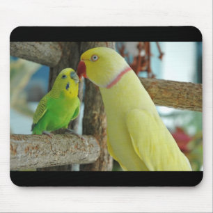 Indien Ringneck et tapis de souris de baiser de