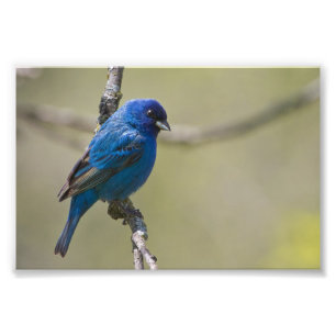Indigo Bunting Perché Au Soleil : Photo