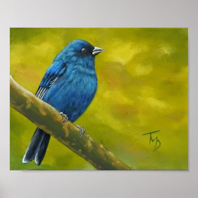 Indigo Bunting - Poster (Devant)