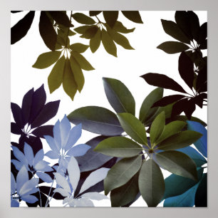 Indigo Feuille, affiche Plante