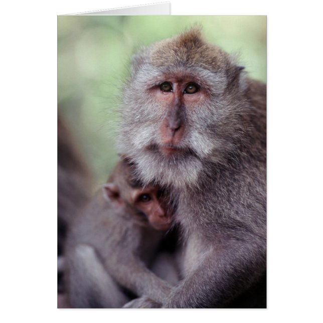 Indonésie, Bali, Ubud, Macaque à longue queue (Devant)