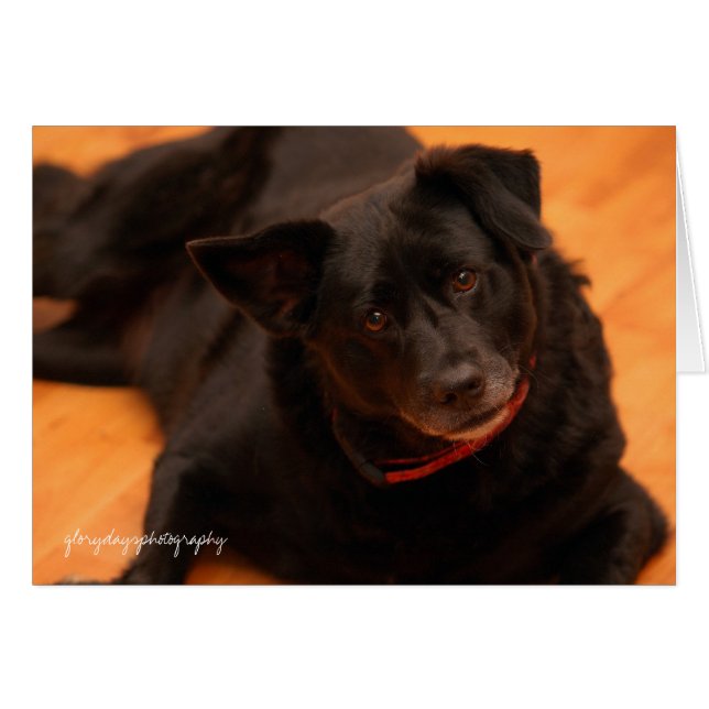 indy, glorydaysphotography (Devant horizontal)