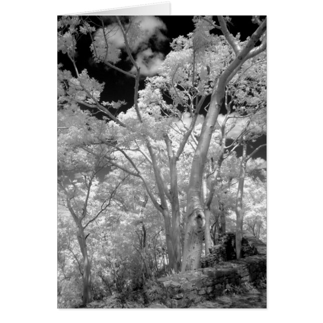 Infra rouge des arbres bâtiments et sentiers à Las (Devant)