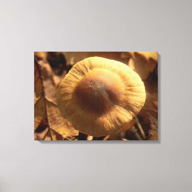 Inocybe napipes Toile de champignons Imprimer (Recto)