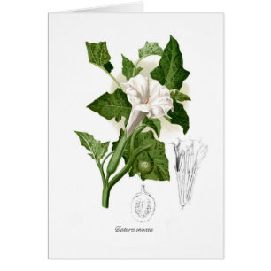 Inoxia de datura