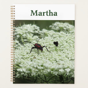 Insecte sur fleurs d'Elderflower