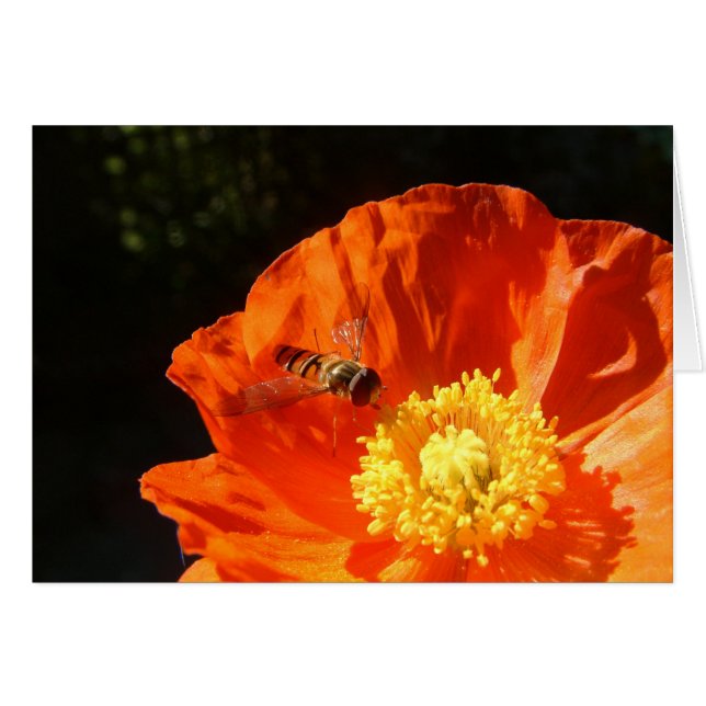 Insecte sur le coquelicot (Devant horizontal)