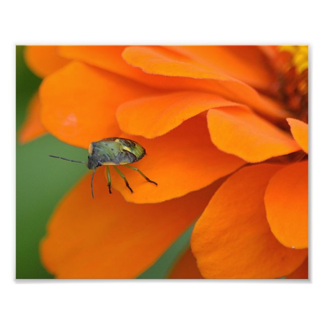 Insecter sur l'impression photo de fleurs (Devant)