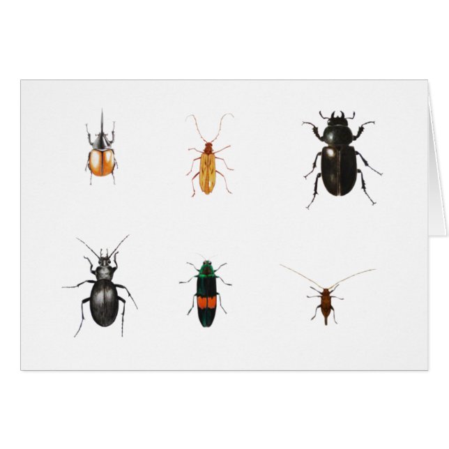 Insectes 2011 (Devant horizontal)