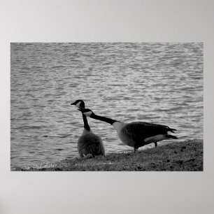 Inséparables B&W Poster Moyen