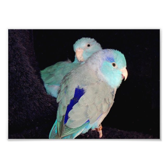 Inséparables de Parrotlet bleu du Pacifique Photo (Devant)