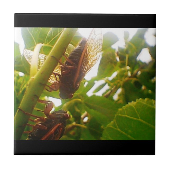 Insets de carreaux de pays de criques (Devant)